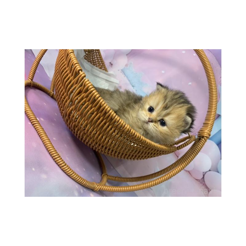 販売中の大阪府のミヌエット-134076の2枚目