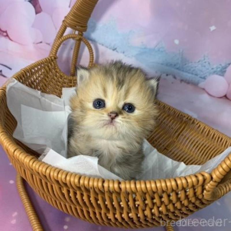 販売中の大阪府のミヌエット-134076