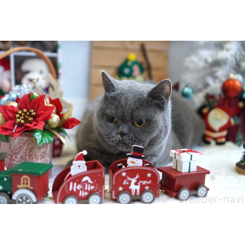 販売中の埼玉県のブリティッシュショートヘア-119377の3枚目