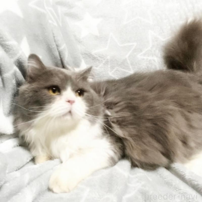 成約済の埼玉県のメインクーン-134078の1枚目