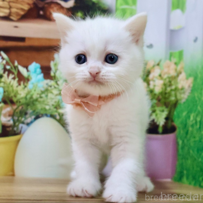 販売中の岐阜県のマンチカン-134115の4枚目