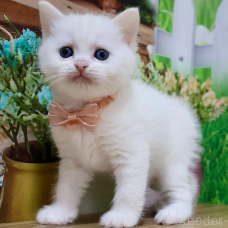 販売中の岐阜県のマンチカン-134115の1枚目