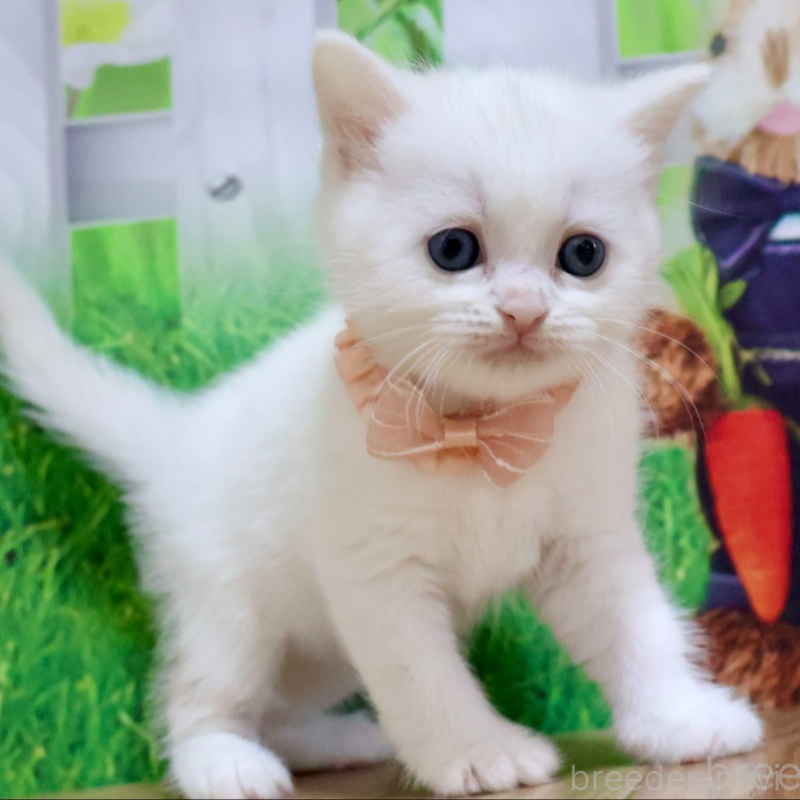 販売中の岐阜県のマンチカン-134115の3枚目