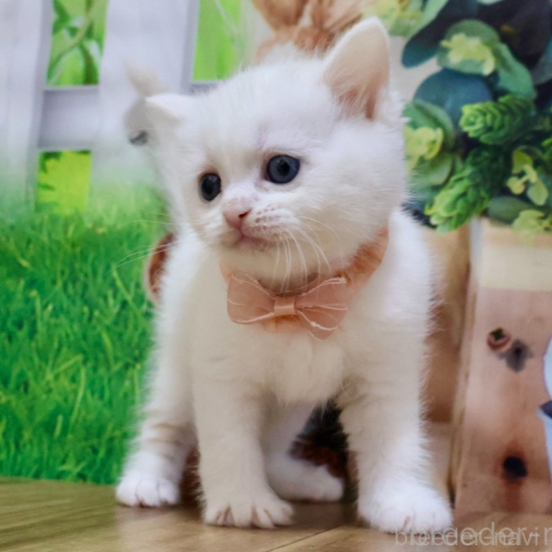 販売中の岐阜県のマンチカン-134115の2枚目