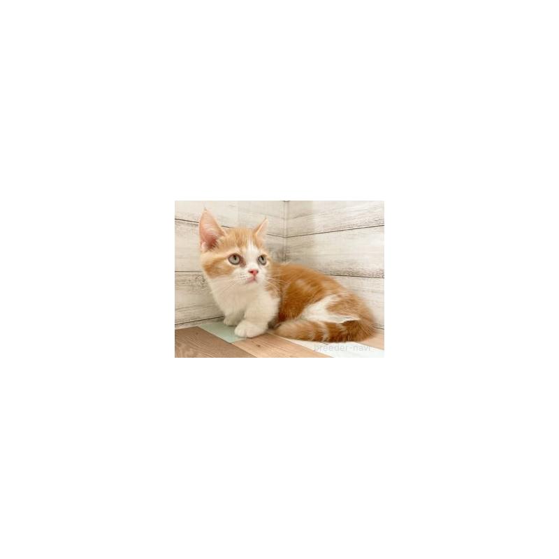 販売中の新潟県のマンチカン(短足)-134121の2枚目