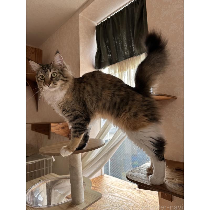 販売中の愛知県のメインクーン-113788の5枚目