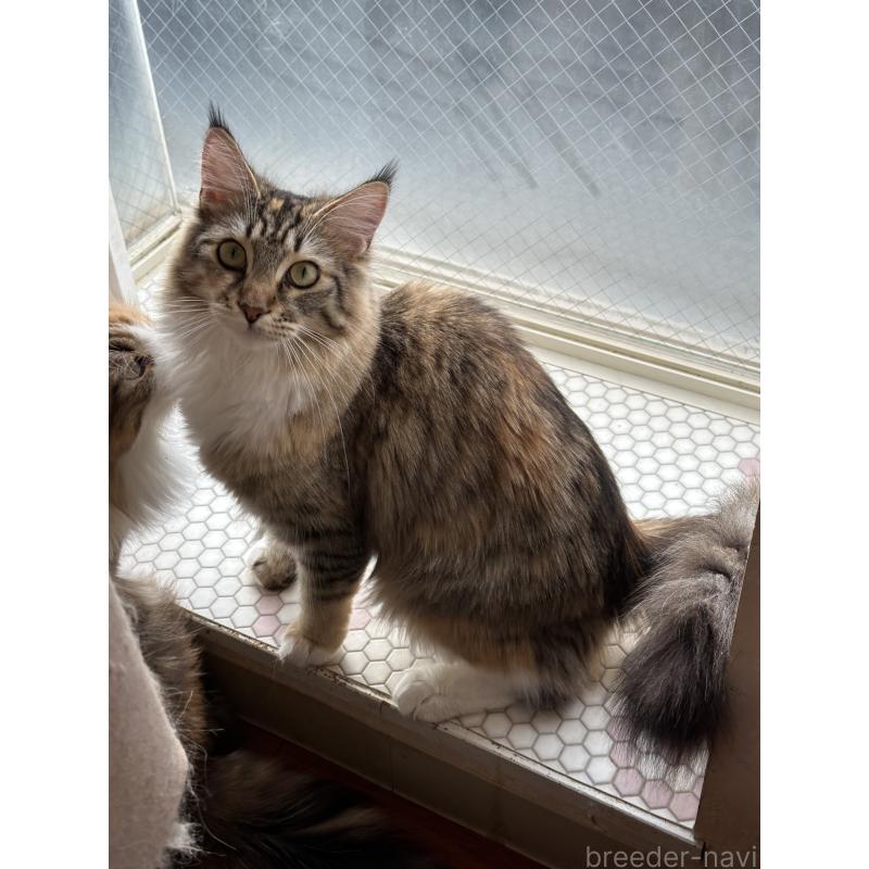 販売中の愛知県のメインクーン-113788の4枚目