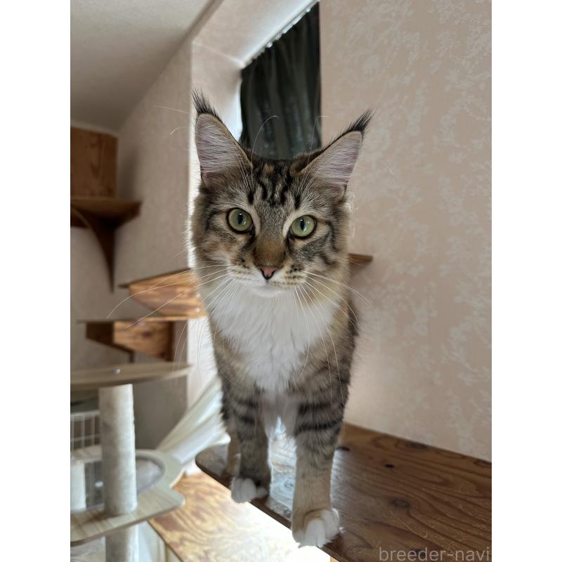 販売中の愛知県のメインクーン-113788の3枚目