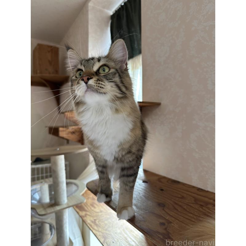 販売中の愛知県のメインクーン-113788の2枚目