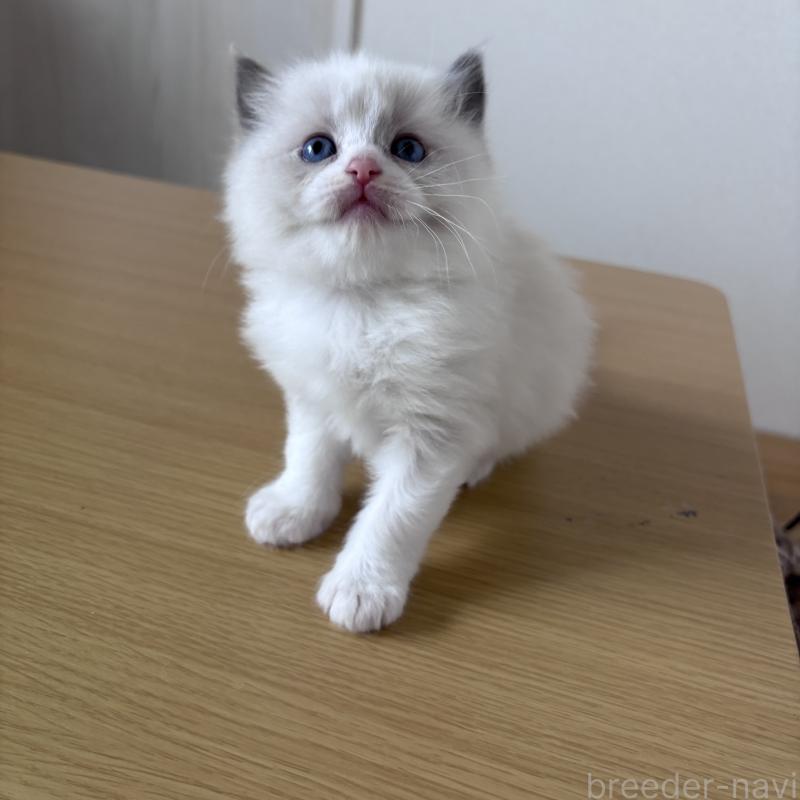 販売中の岐阜県のラグドール-134122の6枚目