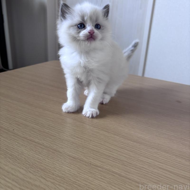 販売中の岐阜県のラグドール-134122の5枚目