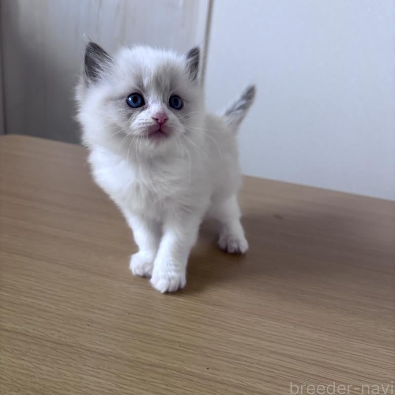 販売中の岐阜県のラグドール-134122の4枚目