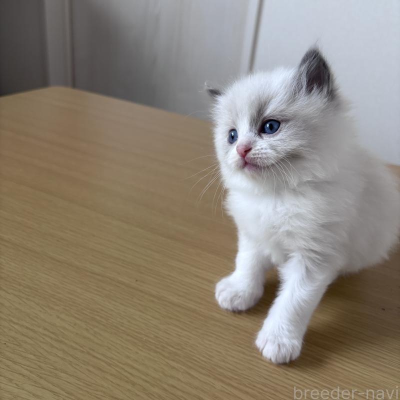 販売中の岐阜県のラグドール-134122の1枚目