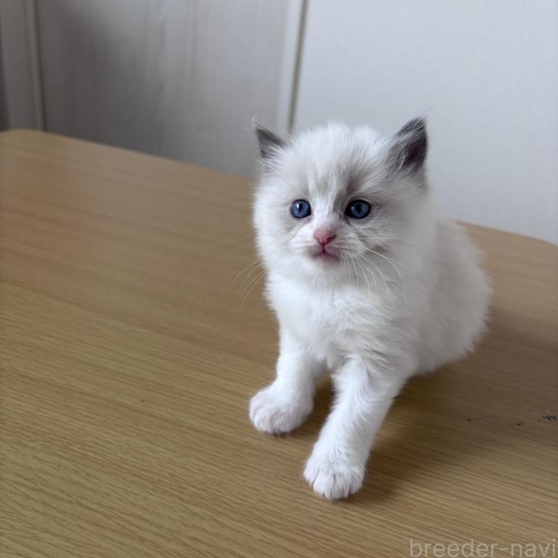 販売中の岐阜県のラグドール-134122の3枚目