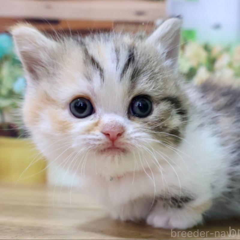 販売中の岐阜県のマンチカン(短足)-134123