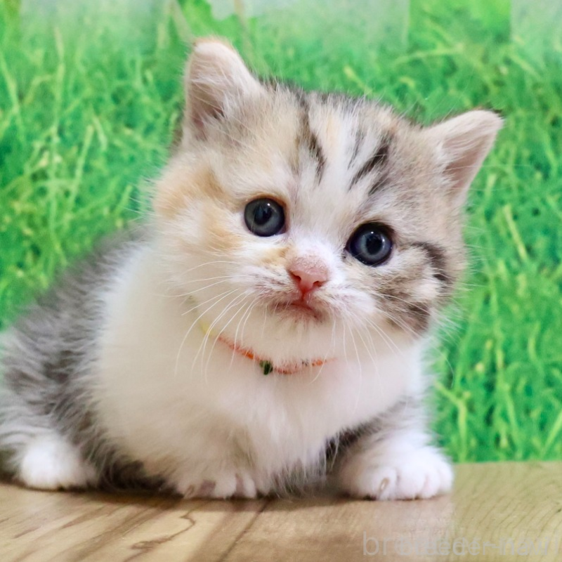 販売中の岐阜県のマンチカン(短足)-134123の4枚目