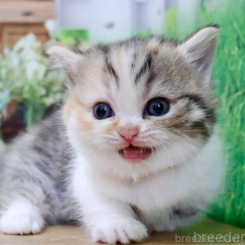 販売中の岐阜県のマンチカン(短足)-134123の2枚目