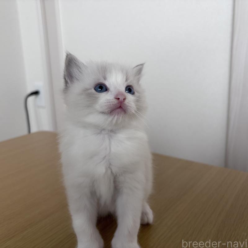 販売中の岐阜県のラグドール-134125の6枚目