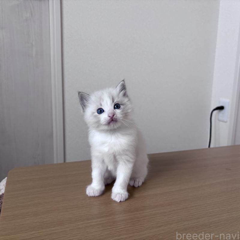 販売中の岐阜県のラグドール-134125