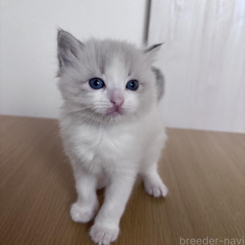 販売中の岐阜県のラグドール-134125の5枚目