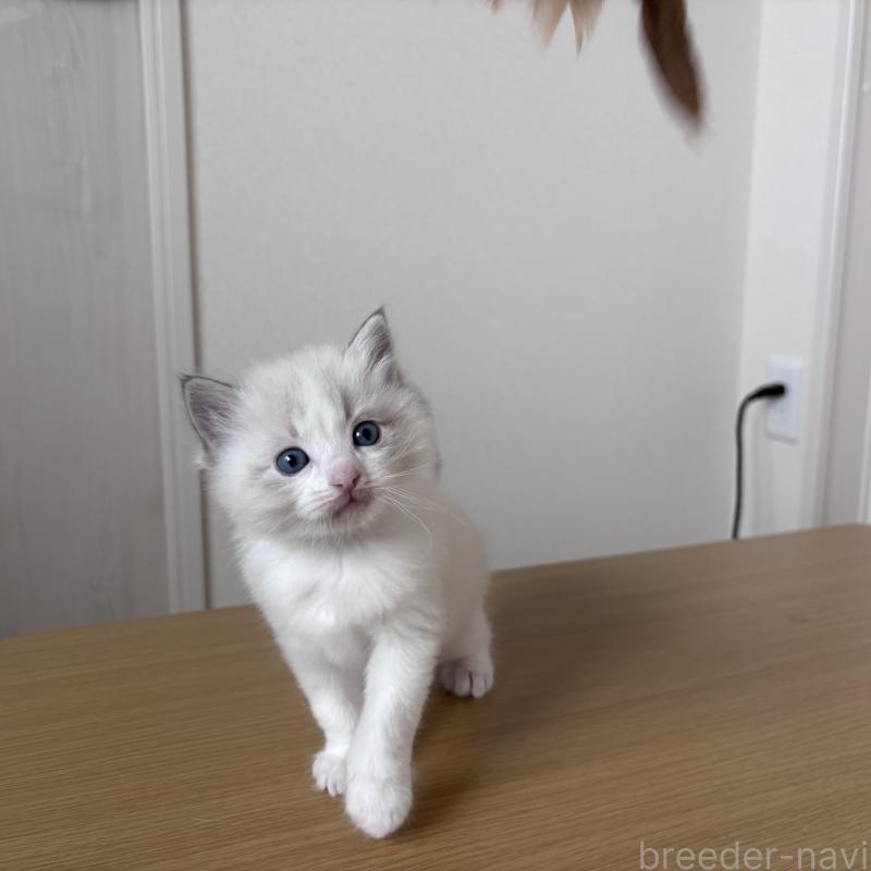 販売中の岐阜県のラグドール-134125の4枚目