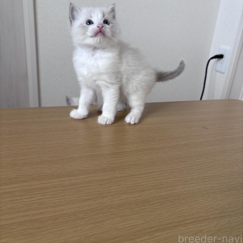 販売中の岐阜県のラグドール-134125の3枚目