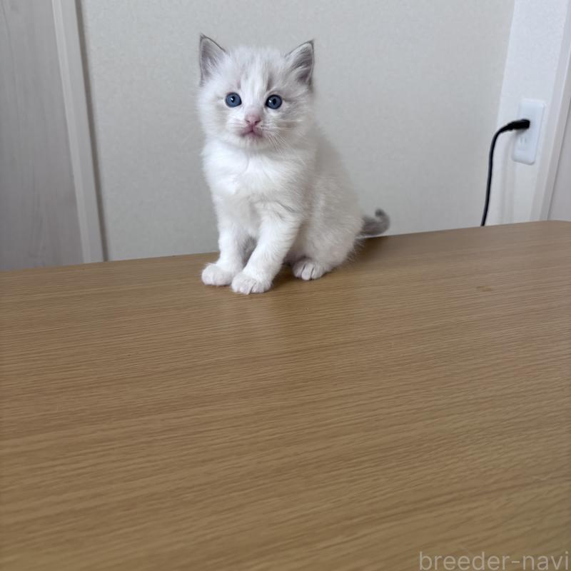 販売中の岐阜県のラグドール-134125の2枚目