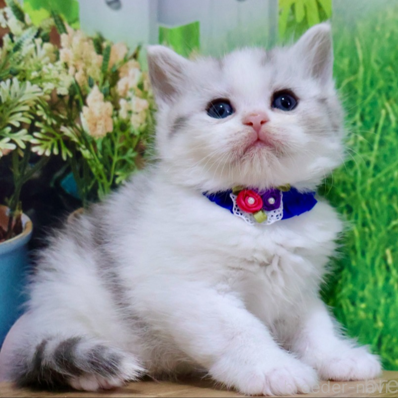 販売中の岐阜県のマンチカン-134124の4枚目