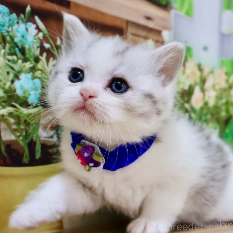 販売中の岐阜県のマンチカン-134124の3枚目