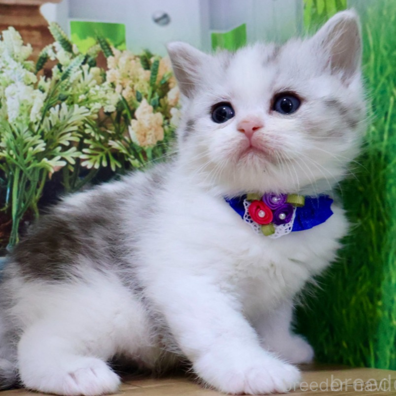 販売中の岐阜県のマンチカン-134124の2枚目