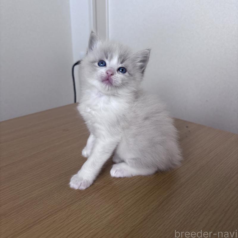 販売中の岐阜県のラグドール-134126の6枚目