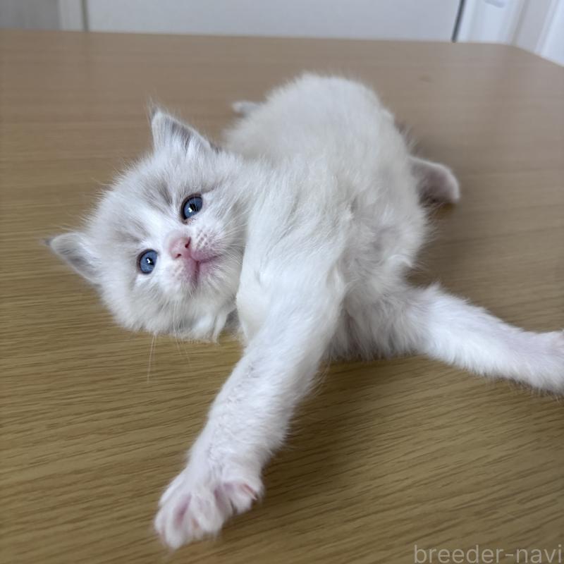 販売中の岐阜県のラグドール-134126の3枚目