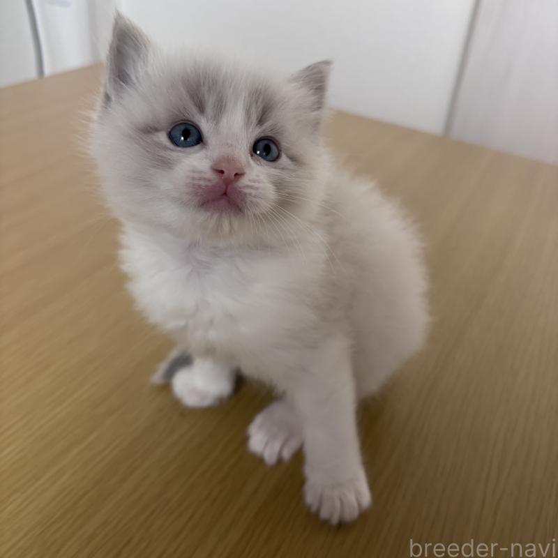 販売中の岐阜県のラグドール-134126の2枚目