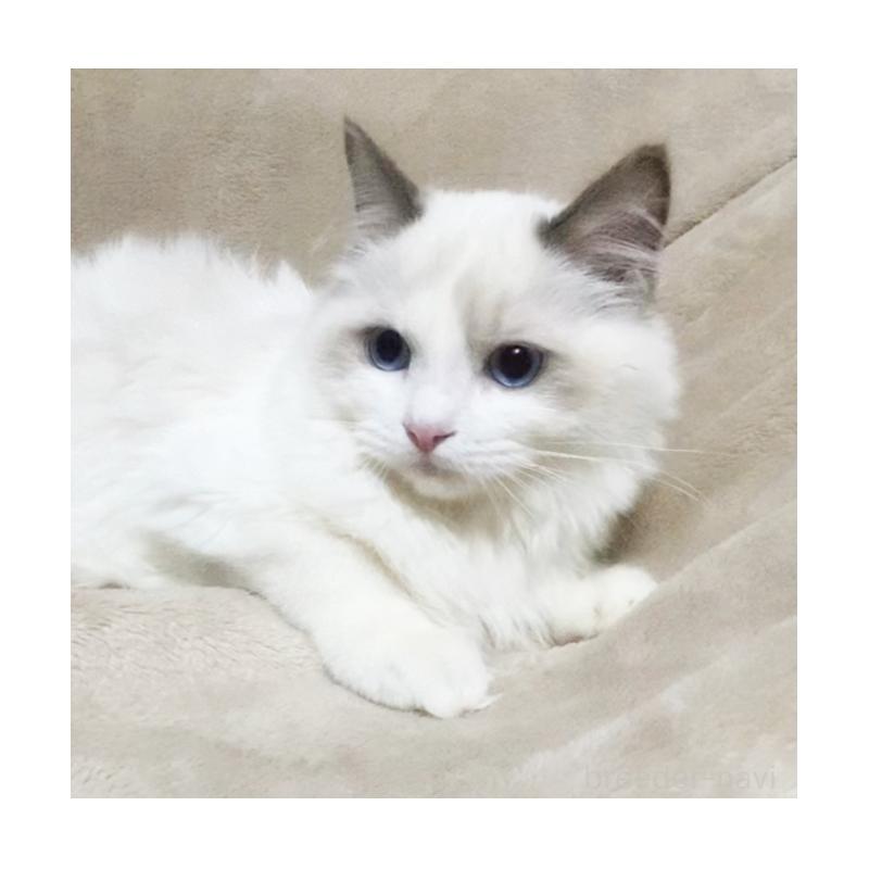 販売中の埼玉県のミックス-134127の5枚目