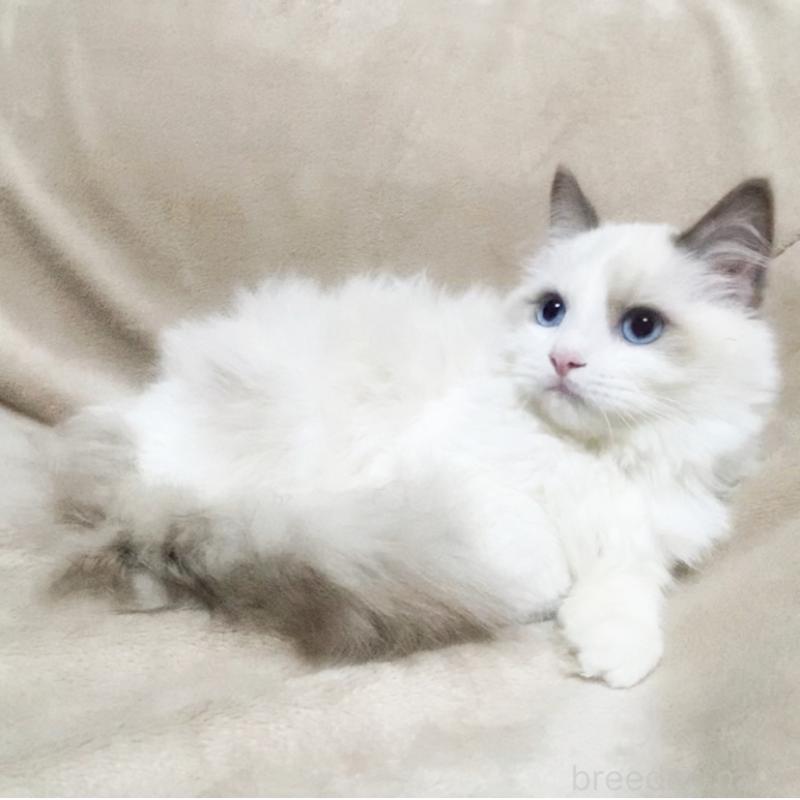 販売中の埼玉県のミックス-134127の4枚目