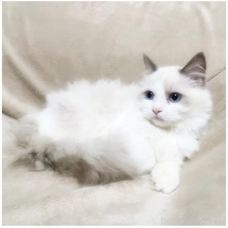 販売中の埼玉県のミックス-134127の3枚目