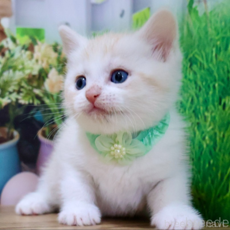 販売中の岐阜県のマンチカン-134128の4枚目