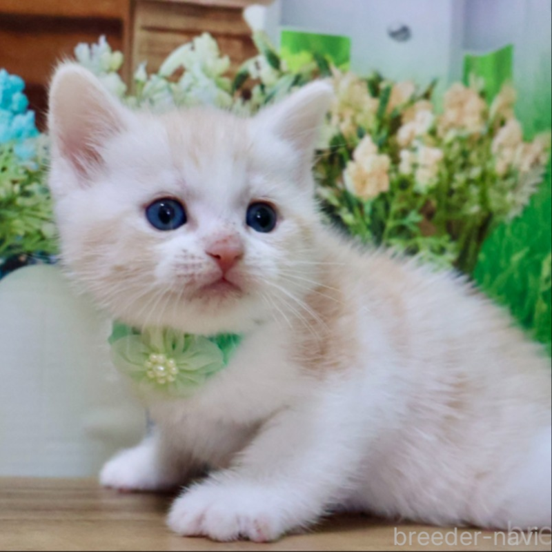 販売中の岐阜県のマンチカン-134128の3枚目