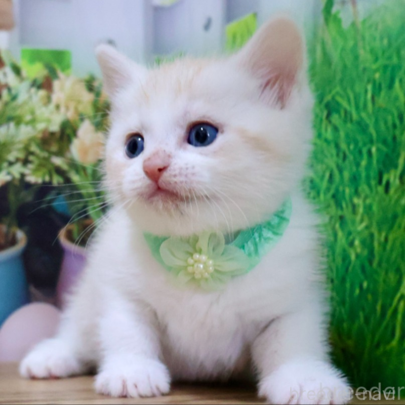 販売中の岐阜県のマンチカン-134128の2枚目