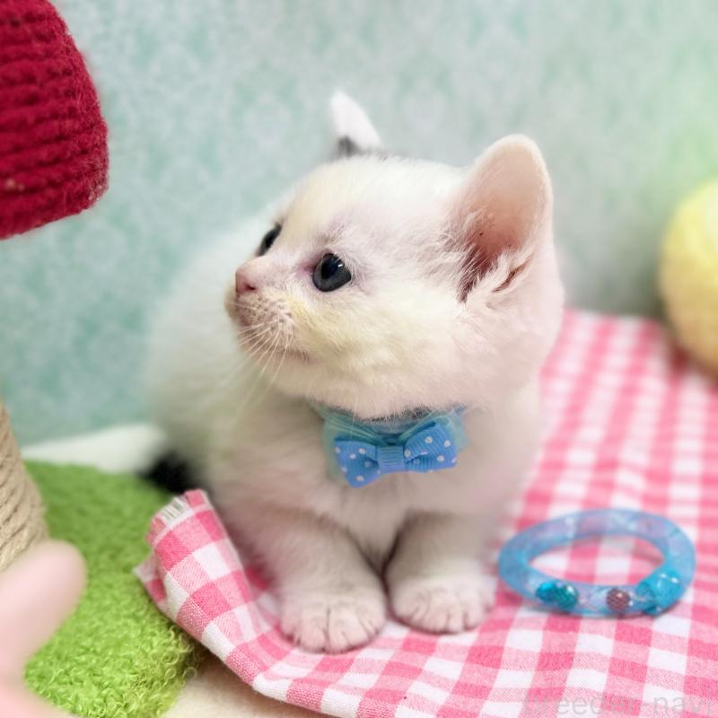 販売中の神奈川県のスコティッシュフォールド-134130の10枚目