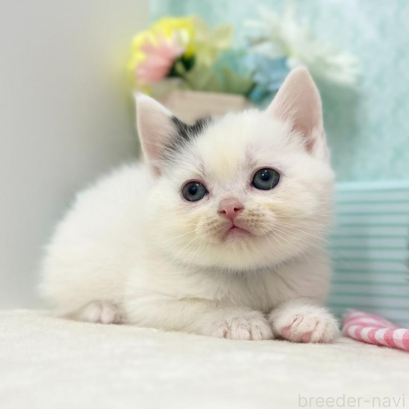 販売中の神奈川県のスコティッシュフォールド-134130の9枚目