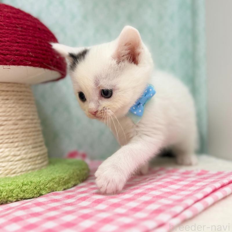 販売中の神奈川県のスコティッシュフォールド-134130の8枚目