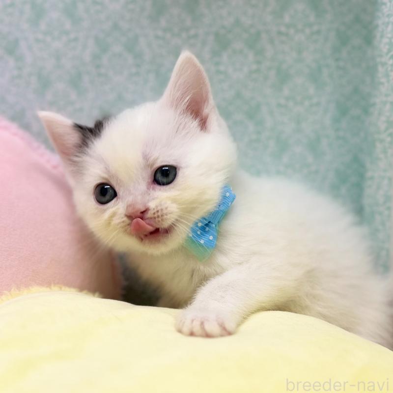 販売中の神奈川県のスコティッシュフォールド-134130の7枚目