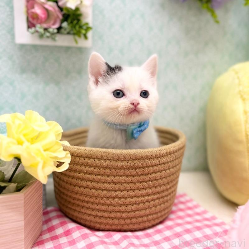 販売中の神奈川県のスコティッシュフォールド-134130の6枚目