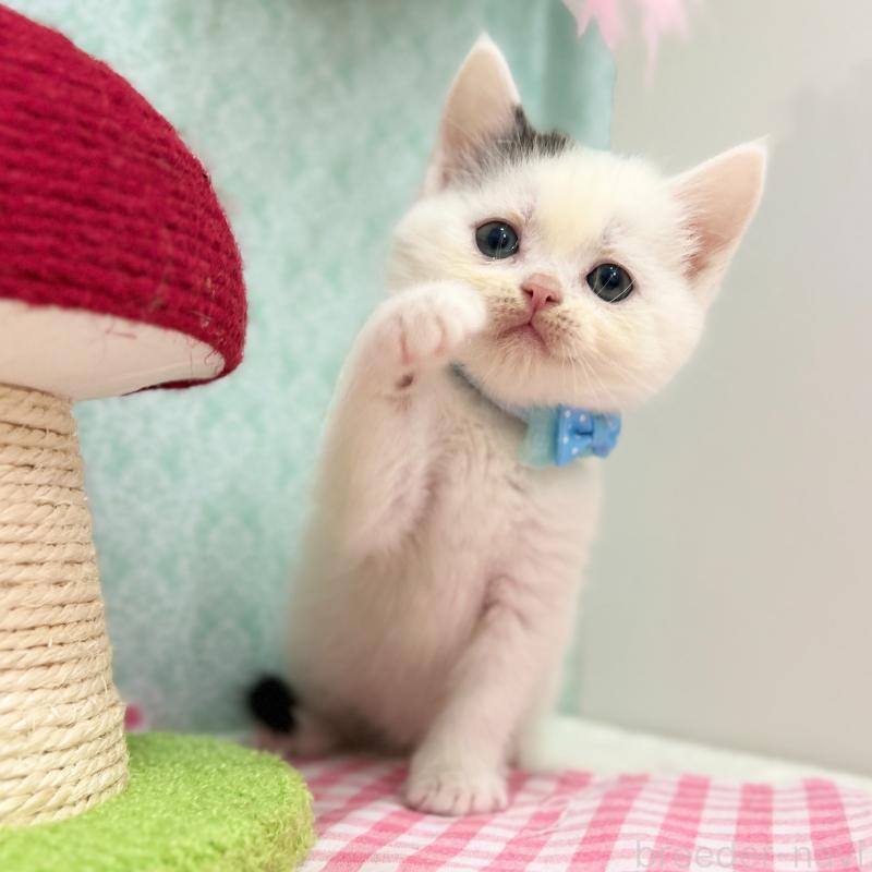 販売中の神奈川県のスコティッシュフォールド-134130の5枚目