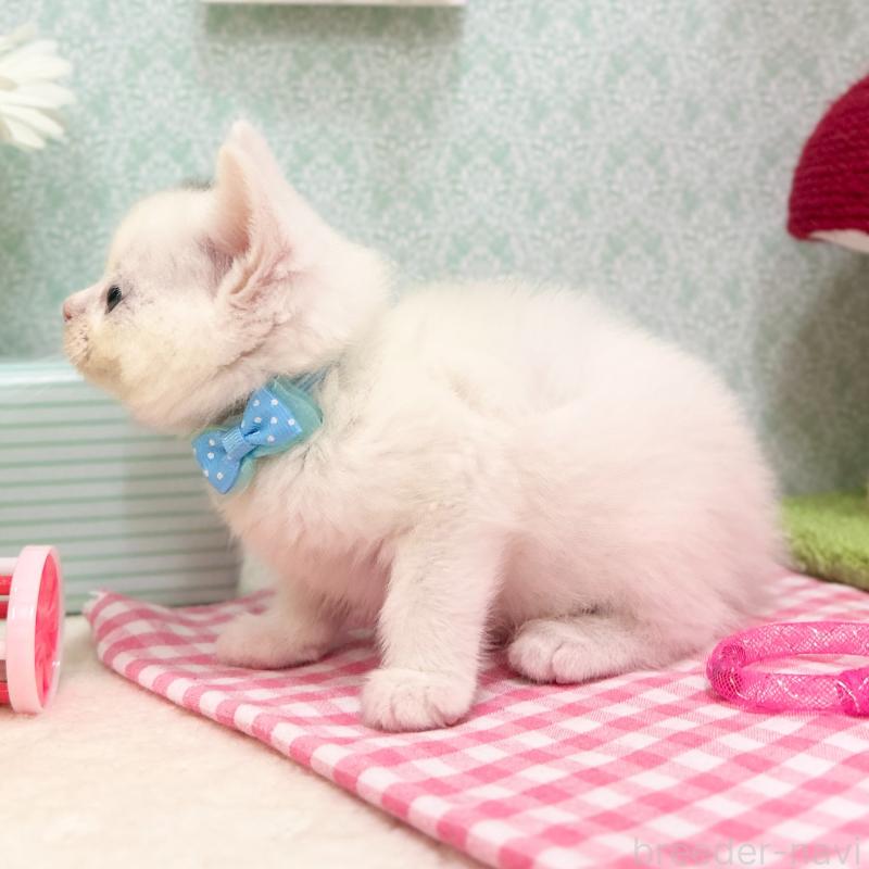 販売中の神奈川県のスコティッシュフォールド-134130の4枚目