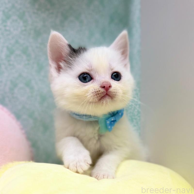 販売中の神奈川県のスコティッシュフォールド-134130の3枚目