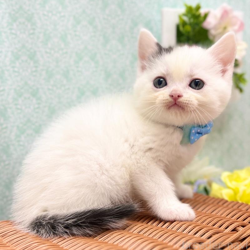 販売中の神奈川県のスコティッシュフォールド-134130の2枚目