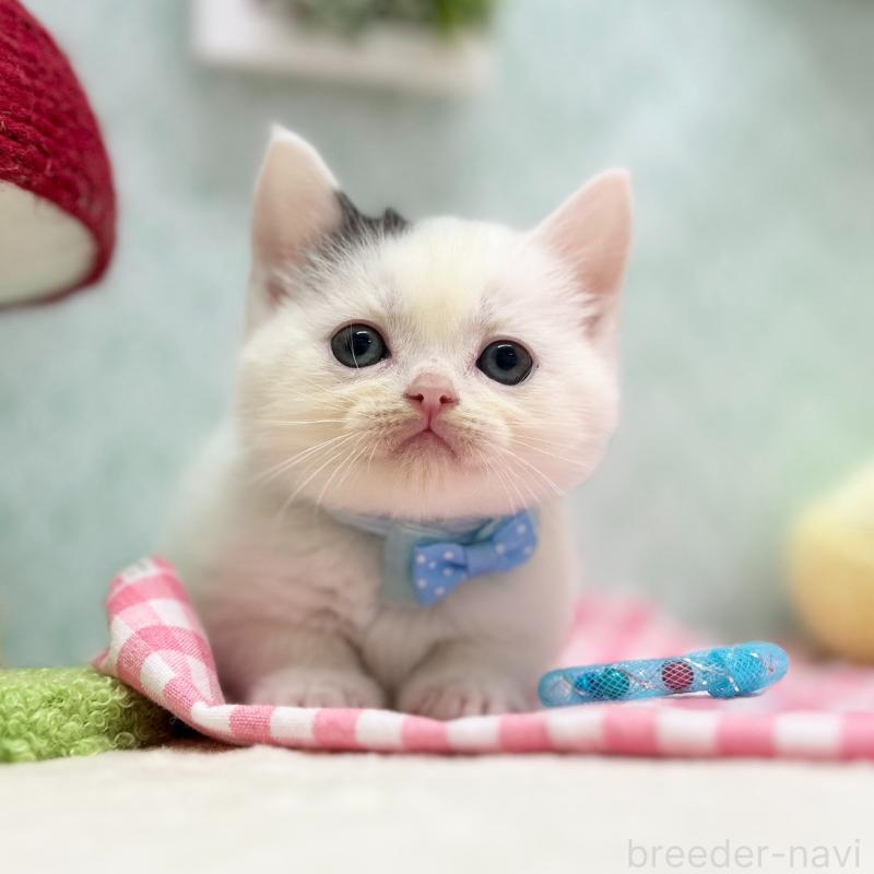 販売中の神奈川県のスコティッシュフォールド-134130の1枚目