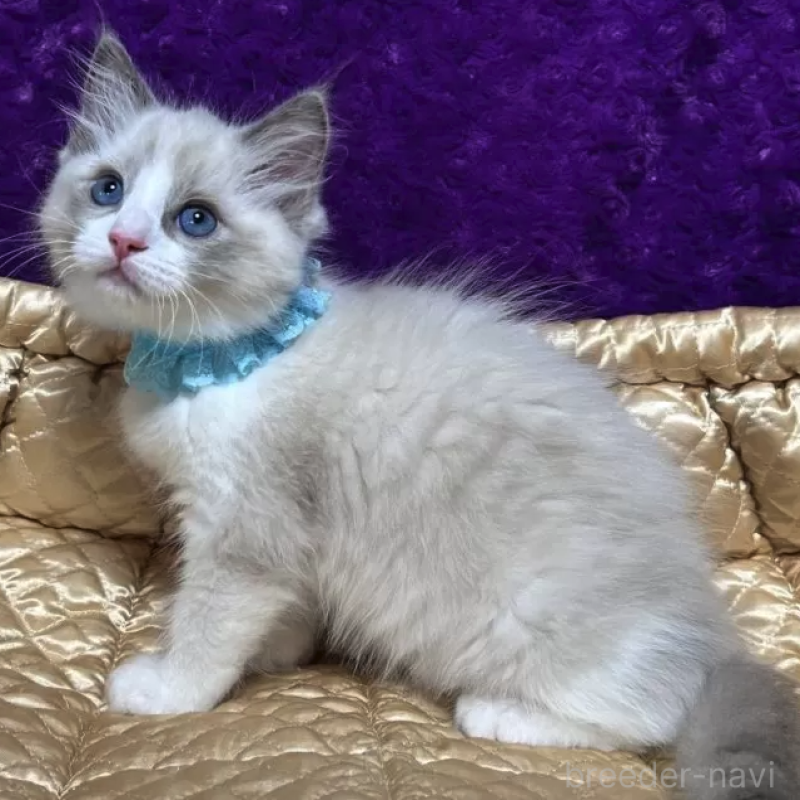 販売中の千葉県のラグドール-134131の2枚目